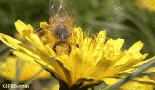 A Close Up Of A Bee Gathering Pollen From A Yellow Flower GIF