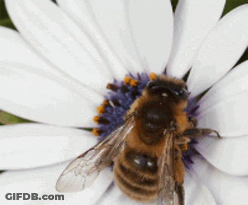 A Close Up Of A Bee On A Flower GIF