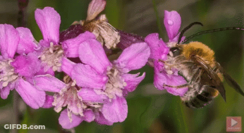 A Close Up Of A Bee On A Purple Flower With A Play Button In The Corner GIF
