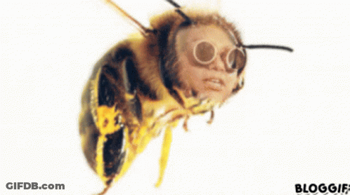 A Close Up Of A Bee Wearing Sunglasses With The Words Bloggif Below It GIF