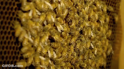 A Close Up Of A Beehive With A Lot Of Bees GIF