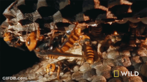 A Close Up Of A Beehive With A National Geographic Logo GIF