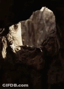 A Close Up Of A Bird Looking Out Of A Hole In A Tree . GIF