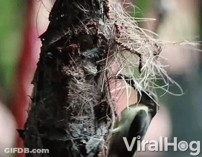 A Close Up Of A Bird On A Tree Branch With The Words Viralhog On The Bottom Right GIF
