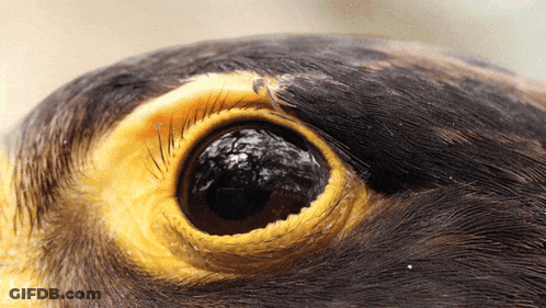 A Close Up Of A Bird 'S Eye With A Reflection Of Trees GIF