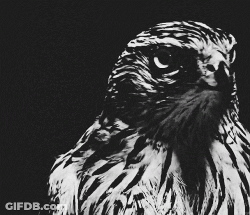 A Close Up Of A Bird 'S Face With A Black And White Photo GIF