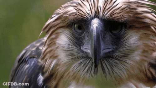 A Close Up Of A Bird 'S Face With A Blue Beak GIF