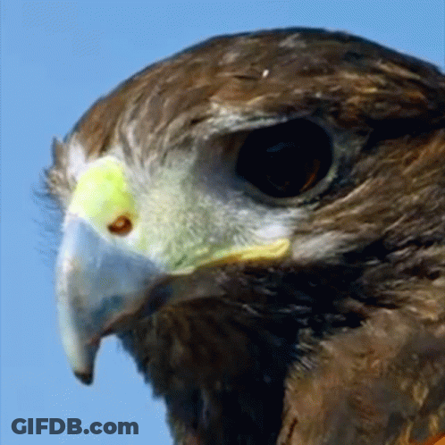 A Close Up Of A Bird 'S Face With A Yellow Beak GIF