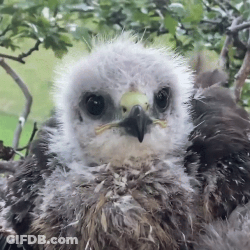 A Close Up Of A Bird 'S Face With A Yellow Beak GIF