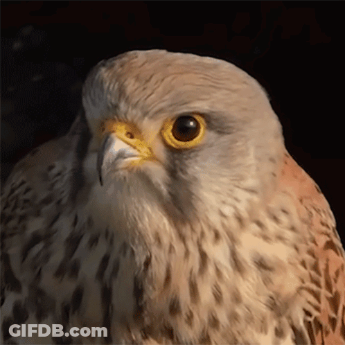A Close Up Of A Bird 'S Face With Yellow Eyes GIF