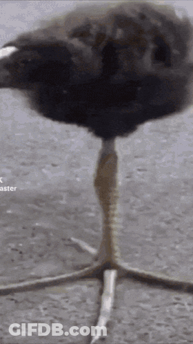A Close Up Of A Bird 'S Foot With The Word Aster Visible In The Corner GIF