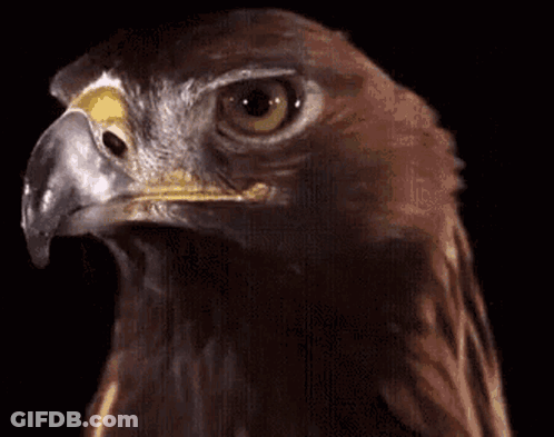 A Close Up Of A Bird 'S Head With A Black Background . GIF