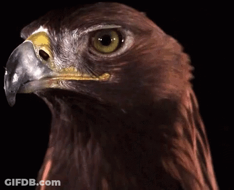 A Close Up Of A Bird 'S Head With A Black Background GIF