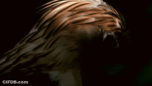 A Close Up Of A Bird 'S Head With A Large Eye GIF