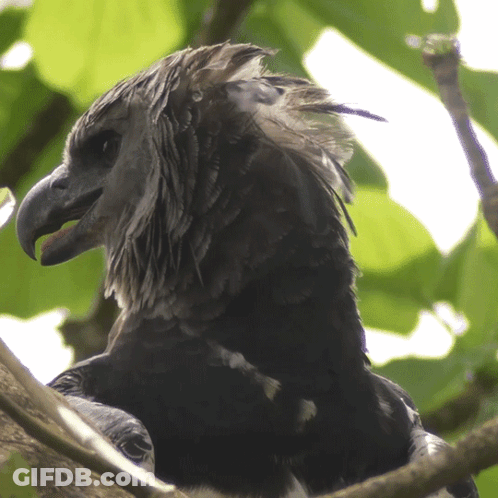 A Close Up Of A Bird 'S Head With A Tree In The Background GIF