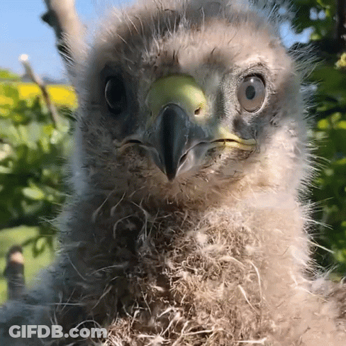 A Close Up Of A Bird 'S Head With Feathers On It GIF