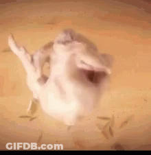 A Close Up Of A Bird 'S Head With Its Mouth Open . GIF