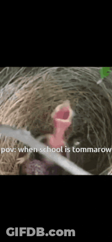 A Close Up Of A Bird 'S Mouth With The Words POV When School Is Tommarow Written Below It GIF