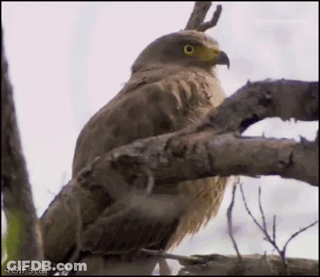 A Close Up Of A Bird Sitting On A Branch GIF