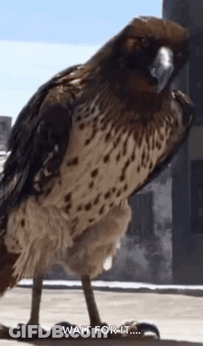 A Close Up Of A Bird Standing On A Ledge With The Words Wait For It . GIF