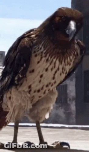 A Close Up Of A Bird Standing On Its Feet GIF
