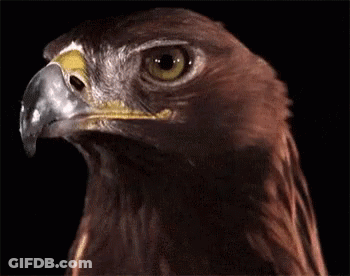 A Close Up Of A Bird With A Black Background GIF