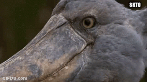 A Close Up Of A Bird With A Large Beak GIF