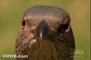 A Close Up Of A Bird With A National Geographic Logo On The Bottom GIF