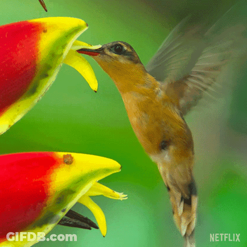A Close Up Of A Bird With A Netflix Logo On The Bottom GIF