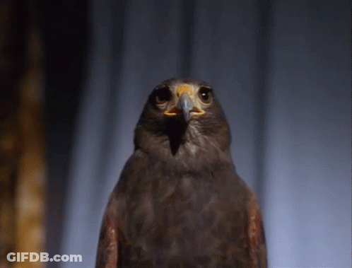 A Close Up Of A Bird With Its Beak Open GIF