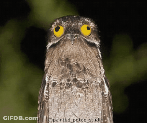 A Close Up Of A Bird With Yellow Eyes And The Words Painted_potoo_studio Below It GIF