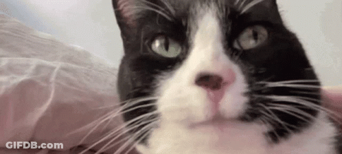A Close Up Of A Black And White Cat Laying On A Bed . GIF