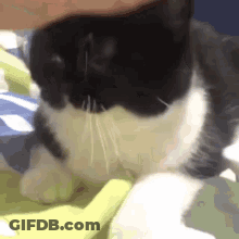 A Close Up Of A Black And White Cat Laying On A Blanket . GIF