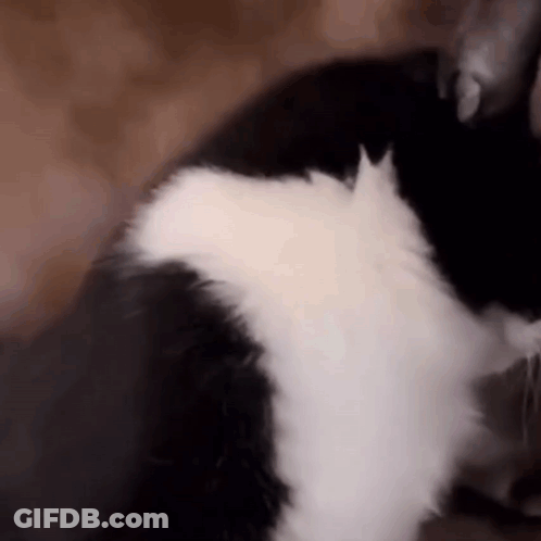 A Close Up Of A Black And White Cat Laying On Its Back . GIF