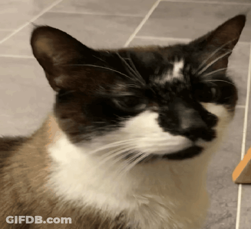 A Close Up Of A Black And White Cat On A Tile Floor GIF