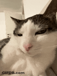 A Close Up Of A Black And White Cat 'S Face GIF