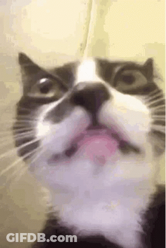 A Close Up Of A Black And White Cat 'S Face With Its Tongue Out . GIF