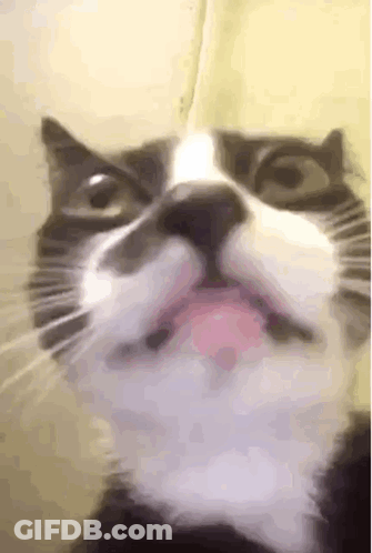 A Close Up Of A Black And White Cat 'S Face With Its Tongue Out . GIF
