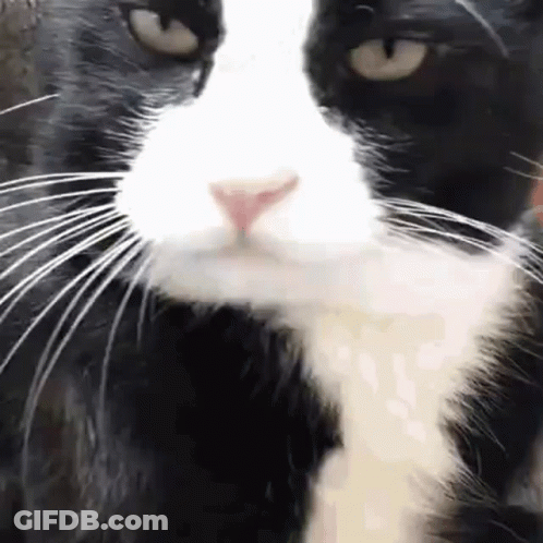 A Close Up Of A Black And White Cat 'S Nose And Whiskers On A White Background . GIF