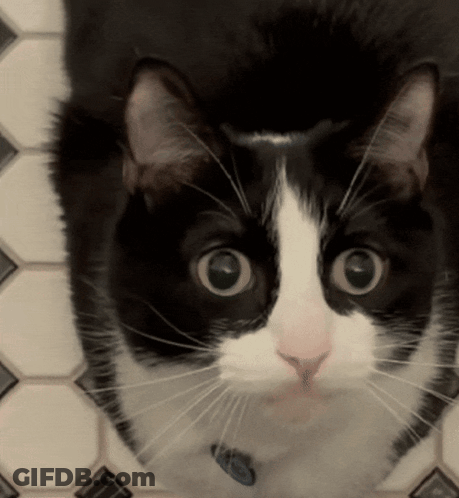 A Close Up Of A Black And White Cat With A Blue Collar GIF