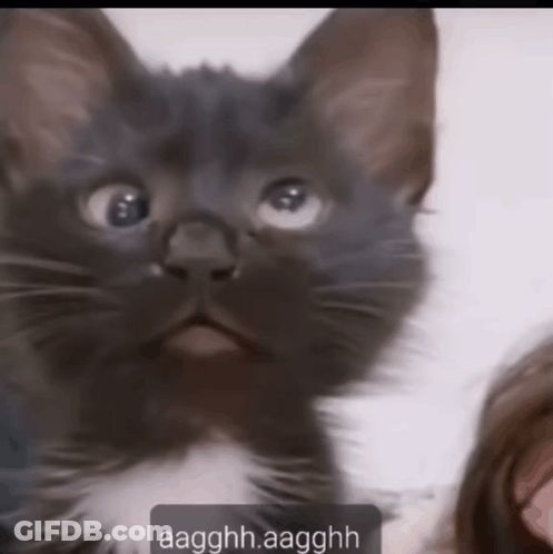 A Close Up Of A Black And White Cat With The Words Aagghh.aagghh On The Bottom GIF