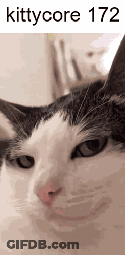 A Close Up Of A Black And White Cat With The Words Kittycore 172 Written Above It GIF