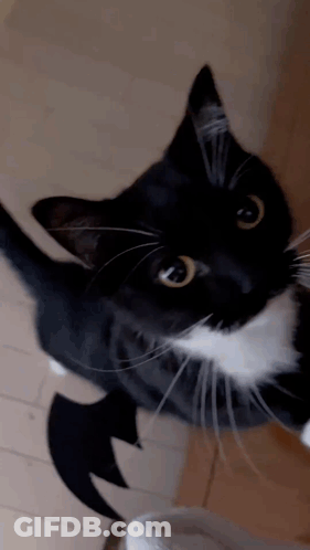 A Close Up Of A Black And White Cat With Yellow Eyes GIF