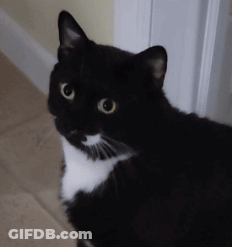 A Close Up Of A Black And White Cat With Yellow Eyes GIF