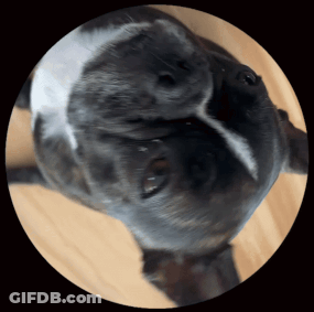 A Close Up Of A Black And White Dog Looking Up GIF