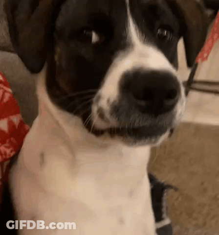 A Close Up Of A Black And White Dog Sitting On A Couch . GIF