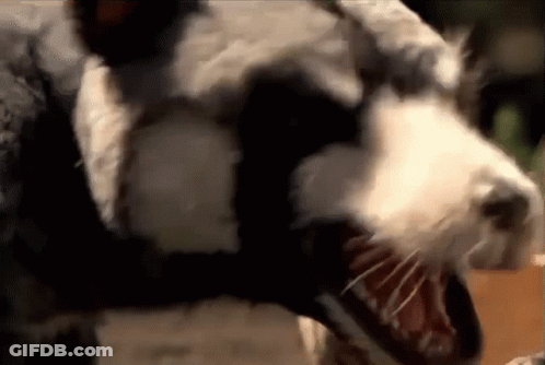 A Close Up Of A Black And White Dog With Its Mouth Wide Open . GIF