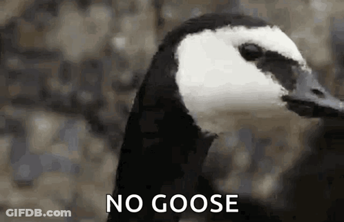 A Close Up Of A Black And White Goose With The Words `` No Goose '' Written Next To It . GIF