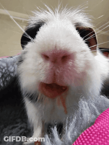 A Close Up Of A Black And White Guinea Pig 'S Face GIF