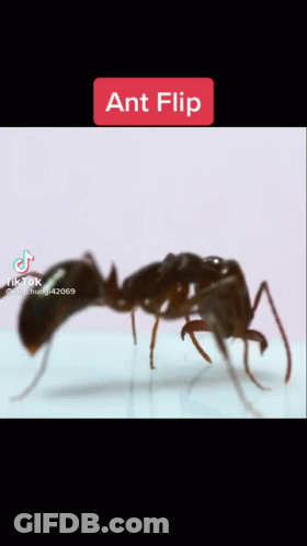 A Close Up Of A Black Ant With The Words Ant Flip On The Top GIF